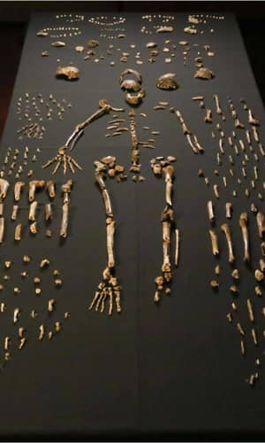 Further Evidence That Homo naledi Is Not a Member of the Human Holobaramin Based on Measurements of Vertebrae and Ribs