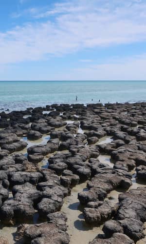 Using Stromatolites to Rethink the  Precambrian-Cambrian Pre-Flood/Flood Boundary