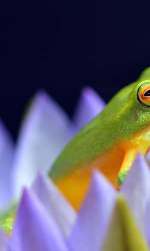 Initial Amphibian Molecular Baraminology Based on Analysis of the Mitochondrial Genome and Genome Size
