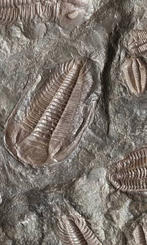 Lagerstätten: Where Creationist and Secular Studies Coincide