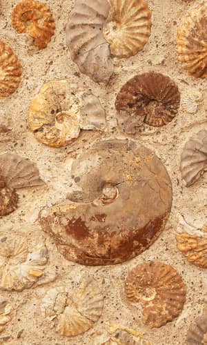 Radiocarbon Ages for Fossil Ammonites and Wood in Cretaceous Strata near Redding, California