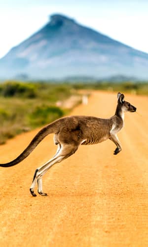 To the Ark, and Back Again? Using the Marsupial Fossil Record to Investigate the Post-Flood Boundary: A Reply