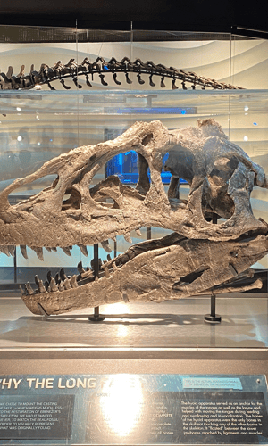 Description and Analysis of an Allosaurus fragilis (Dinosauria: Theropoda) Skull