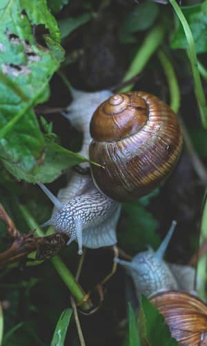 Mollusk Shell Not the Product of Time and Chance But of Design