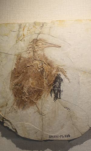 Are Birds Dinosaurs? A Critical Analysis of Fossil Findings