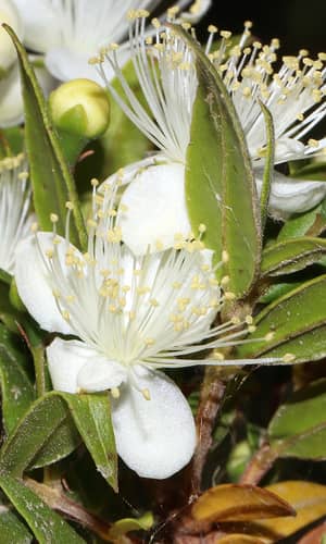 Chloroplast Genome-Based Baraminology of the Order Myrtales