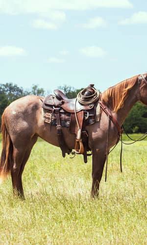Were Horses Designed to Be Ridden?