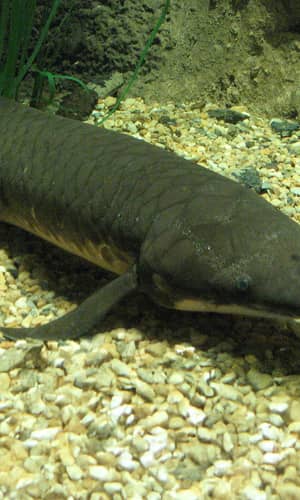 Lungfishes—Transitional Species, Fish, Amphibian, or Something Else?