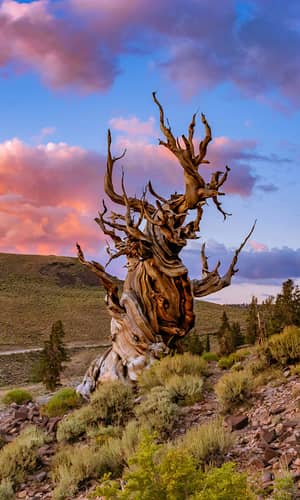 A Simulation of the 8,000-year Bristlecone Pine Dendrochronology Using Post-Flood Virtual Trees