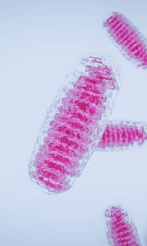 A Review of Mitoribosome Structure and Function Does not Support the Serial Endosymbiotic Theory