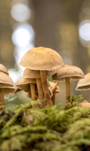 Fungi from the Biblical Perspective