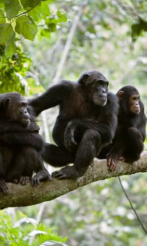 Comprehensive Analysis of Chimpanzee and Human Chromosomes Reveals Average DNA Similarity of 70%