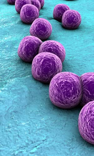 The Genesis and Emergence of Community-Associated Methicillin-Resistant Staphylococcus aureus (CA-MRSA): An Example of Evolution in Action?