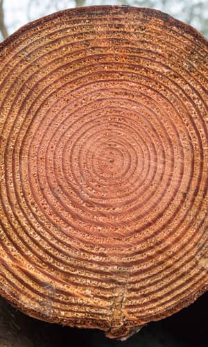 A Biblical Timescale for Radiocarbon Dating