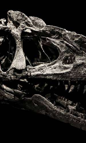 Should English Bibles Include the Word Dinosaur? A Deeper Look at Key Terms Reveals That Biblical “Dragons” Were Not Dinosaurs