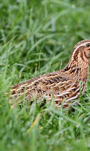 Defining Holobaramins of Order Galliformes Using Molecular Data