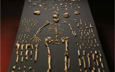 Further Evidence That Homo naledi Is Not a Member of the Human Holobaramin Based on Measurements of Vertebrae and Ribs