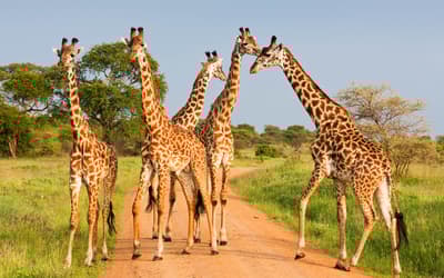 Animals