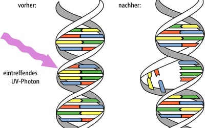 Towards a Creationary Classification of Mutations