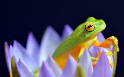 Initial Amphibian Molecular Baraminology Based on Analysis of the Mitochondrial Genome and Genome Size