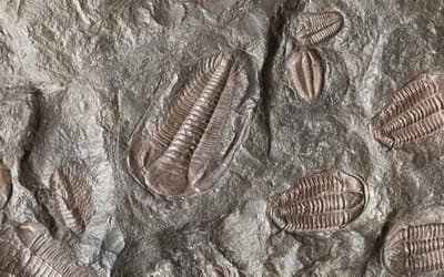 Lagerstätten: Where Creationist and Secular Studies Coincide