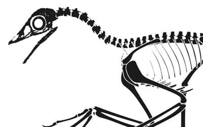 The Debate over Classification of Archaeopteryx as a Bird