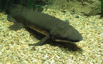 Lungfishes—Transitional Species, Fish, Amphibian, or Something Else?