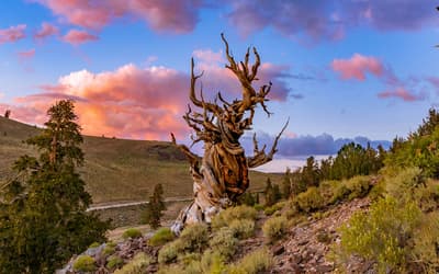 A Simulation of the 8,000-year Bristlecone Pine Dendrochronology Using Post-Flood Virtual Trees