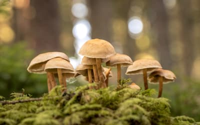 Fungi from the Biblical Perspective