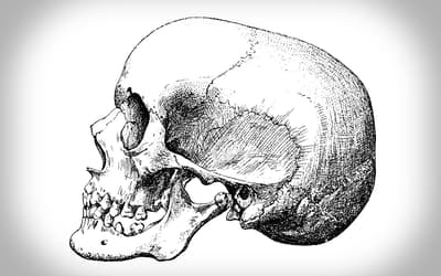Baraminological Analysis Places Homo habilis, Homo rudolfensis, and Australopithecus sediba in the Human Holobaramin: Discussion