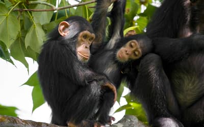 How Genomes are Sequenced and Why it Matters: Implications for Studies in Comparative Genomics of  Humans and Chimpanzees
