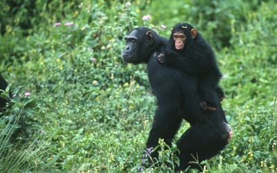 Response to Comments on “How Genomes are Sequenced and Why it Matters:  Implications for Studies in Comparative Genomics of  Humans and Chimpanzees”