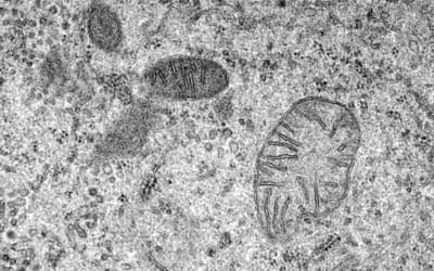 Recent, Functionally Diverse Origin for Mitochondrial Genes from ~2700 Metazoan Species