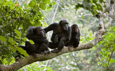 Comprehensive Analysis of Chimpanzee and Human Chromosomes Reveals Average DNA Similarity of 70%