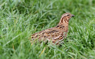 Defining Holobaramins of Order Galliformes Using Molecular Data