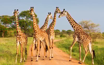 Animals